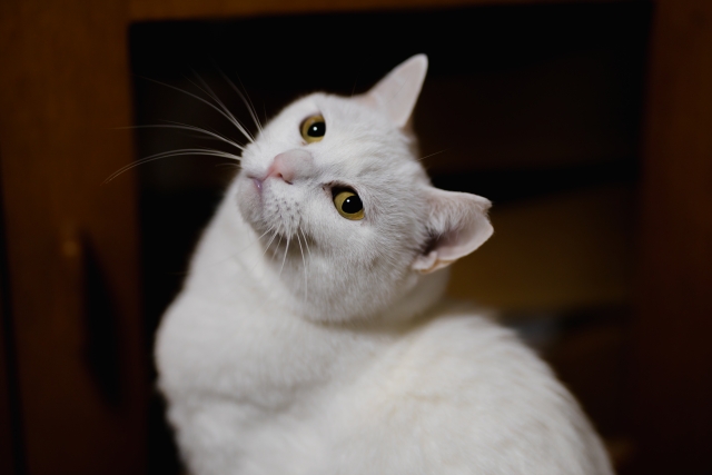 ペットと暮らす家づくり〜猫編〜　神戸市の設計事務所が解説します！ 